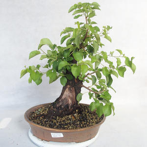 Venkovní bonsai -Mahalebka - Prunus mahaleb