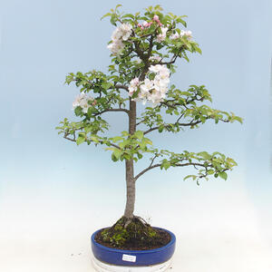 Venkovní bonsai - Malus halliana -  Maloplodá jabloň