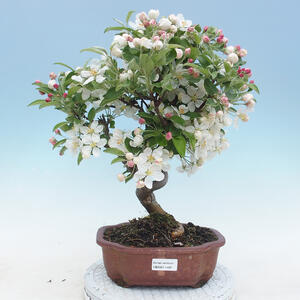 Venkovní bonsai - Malus halliana -  Maloplodá jabloň