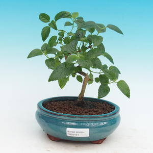 Pokojová bonsai-Lanthana camara-Libora proměnlivá