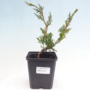 Venkovní bonsai - Juniperus chinensis ITOIGAWA -Jalovec čínský