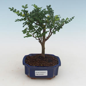 Pokojová bonsai - Zantoxylum piperitum - pepřovník PB2191524