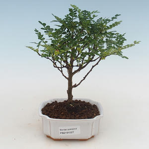 Pokojová bonsai - Zantoxylum piperitum - pepřovník PB2191527