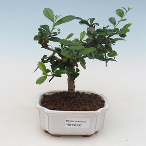 Pokojová bonsai - Carmona macrophylla - Čaj fuki PB2191532