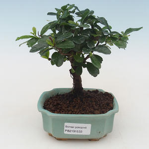 Pokojová bonsai - Carmona macrophylla - Čaj fuki PB2191533