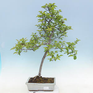 Venkovní bonsai - Malus sp. -  Maloplodá jabloň