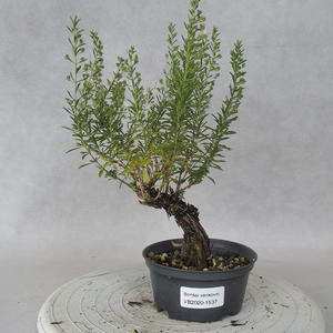 Venkovní bonsai - Saturejka horská - Satureja montana