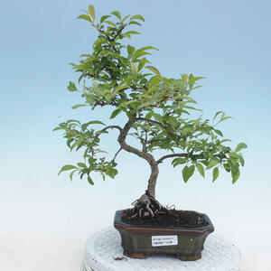 Venkovní bonsai - Malus sp. -  Maloplodá jabloň