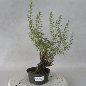 Venkovní bonsai - Saturejka horská - Satureja montana
