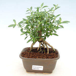 Pokojová bonsai - Serissa foetida - Strom tisíce hvězd