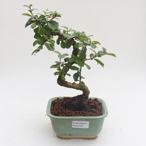 Pokojová bonsai - Carmona macrophylla - Čaj fuki PB2191597