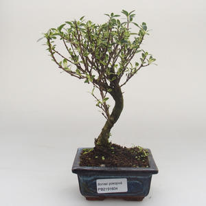 Pokojová bonsai - Serissa foetida Variegata - Strom tisíce hvězd PB2191604