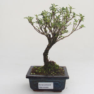 Pokojová bonsai - Serissa foetida Variegata - Strom tisíce hvězd PB2191605