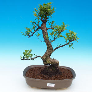Pokojová bonsai - Ficus retusa - malolistý fíkus
