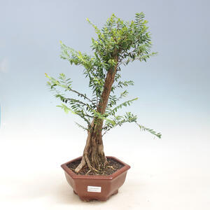 Pokojová bonsai -Phyllanthus myrtifolius- Smuteň