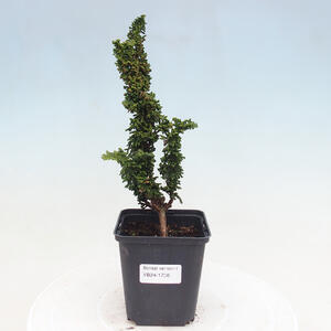Venkovní bonsai - Cham. obtusa SEKKA HINOKI - Cypřišek