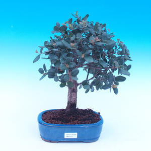 Venkovní bonsai Quercus suber - Korkový dub