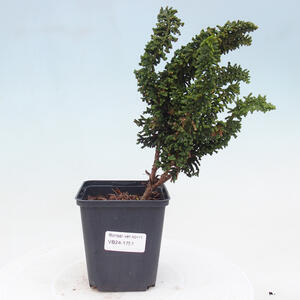 Venkovní bonsai - Cham. obtusa SEKKA HINOKI - Cypřišek