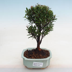 Pokojová bonsai Syzygium -Pimentovník