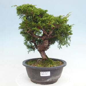 Venkovní bonsai - Juniperus chinensis Itoigawa -Jalovec čínský