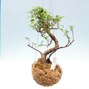 Kokedama v keramice - malolistý ficus - Ficus kimmen