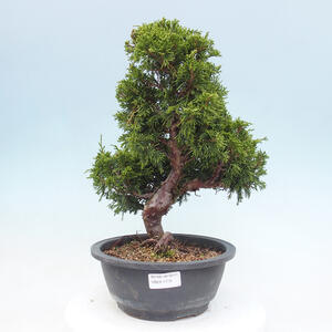 Venkovní bonsai - Juniperus chinensis Itoigawa -Jalovec čínský