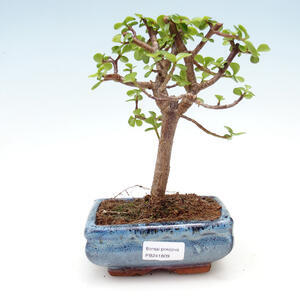 Pokojová bonsai - Portulakaria Afra - Tlustice