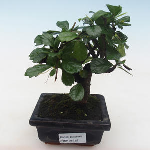 Pokojová bonsai - Carmona macrophylla - Čaj fuki PB2191812