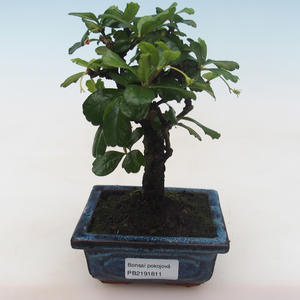 Pokojová bonsai - Carmona macrophylla - Čaj fuki PB2191811