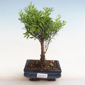 Pokojová bonsai - Carmona macrophylla - Čaj fuki PB2191814