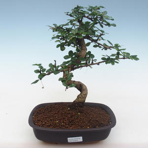 Pokojová bonsai - Carmona macrophylla - Čaj fuki PB2191815