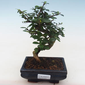 Pokojová bonsai - Carmona macrophylla - Čaj fuki PB2191818