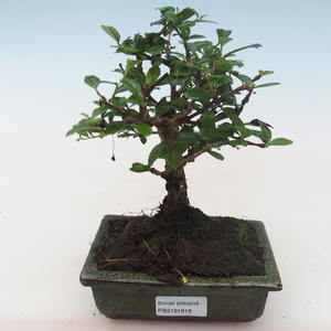 Pokojová bonsai - Carmona macrophylla - Čaj fuki PB2191819