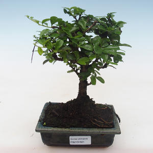 Pokojová bonsai - Carmona macrophylla - Čaj fuki PB2191821