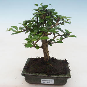 Pokojová bonsai - Carmona macrophylla - Čaj fuki PB2191822