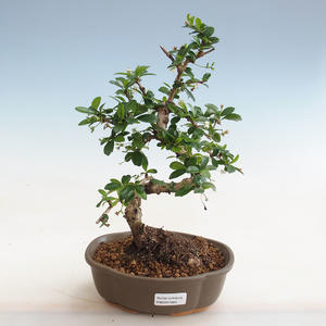 Pokojová bonsai - Zantoxylum piperitum - Pepřovník PB2191825