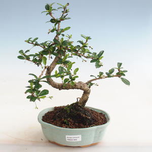 Pokojová bonsai - Zantoxylum piperitum - Pepřovník PB2191826