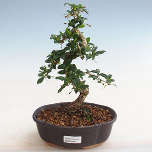 Pokojová bonsai -Ligustrum chinensis - Ptačí zob PB2191827