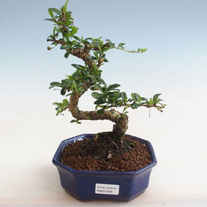 Pokojová bonsai - Sagerécie thea - Sagerécie thea  PB2191828