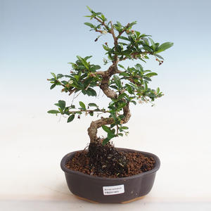 Pokojová bonsai - Sagerécie thea - Sagerécie thea  PB2191829