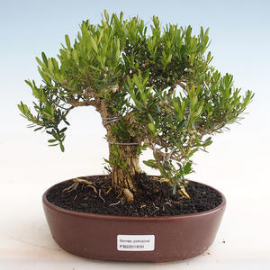 Pokojová bonsai - Carmona macrophylla - Čaj fuki PB2191830