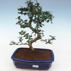Pokojová bonsai - Carmona macrophylla - Čaj fuki PB2191831