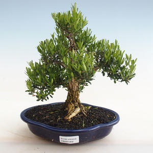 Pokojová bonsai - Carmona macrophylla - Čaj fuki PB2191832
