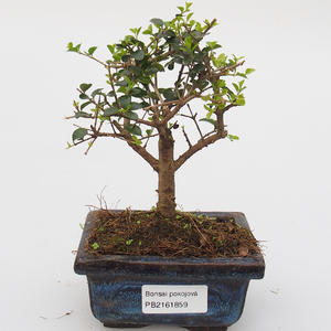 Pokojová bonsai -Ligustrum retusa - malolistý ptačí zob