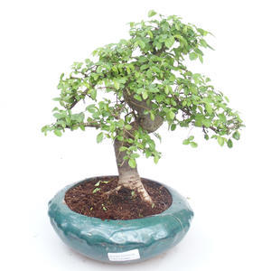 Pokojová bonsai - Ulmus parvifolia - Malolistý jilm PB2191865