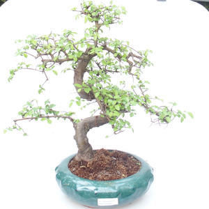 Pokojová bonsai - Ulmus parvifolia - Malolistý jilm PB2191866