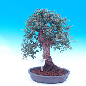 Venkovní bonsai Quercus suber - Korkový dub