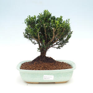 Pokojová bonsai - Buxus harlandii