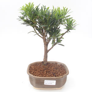 Pokojová bonsai - Podocarpus - Kamenný tis PB2191876