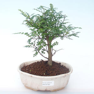 Pokojová bonsai - Zantoxylum piperitum - Pepřovník PB2191900